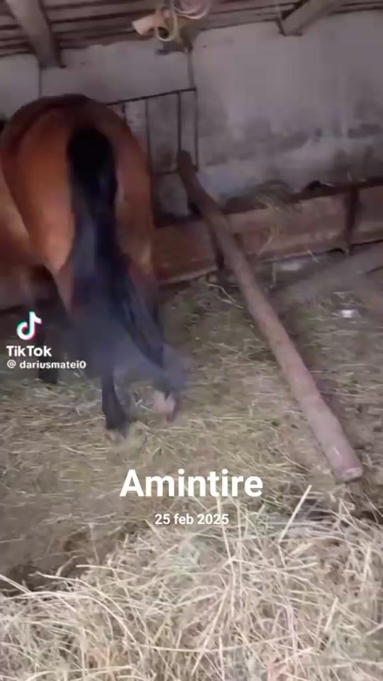 TikTok video thumbnail by promovari.cai.romania2.6