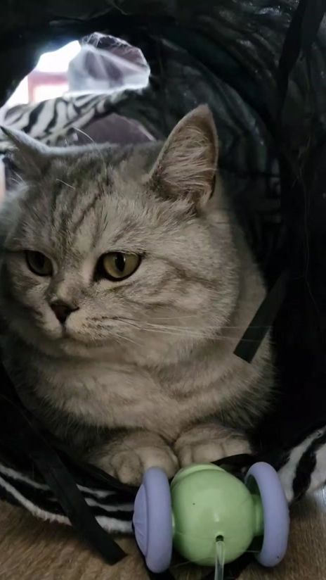 TikTok video thumbnail by snakjes