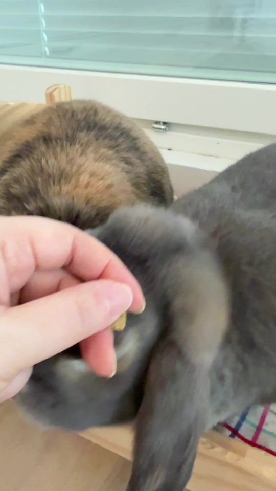 TikTok video thumbnail by mymmeliandmyy