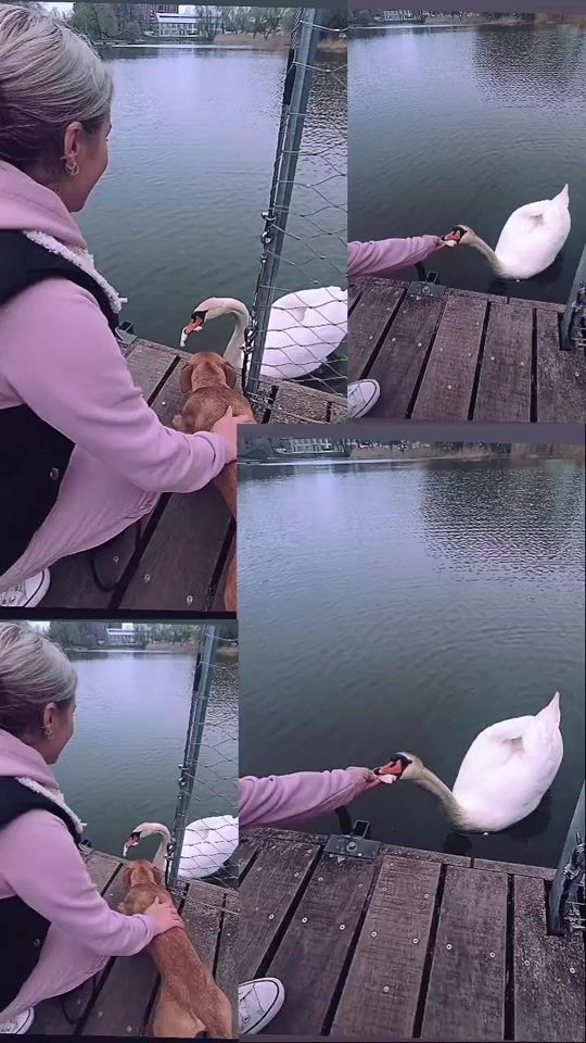 TikTok video thumbnail by sandra_sann