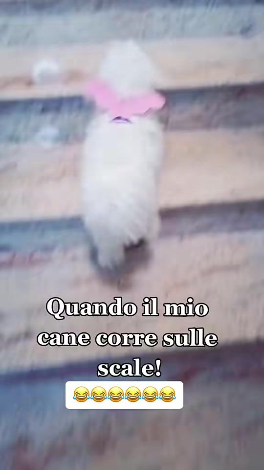 TikTok video thumbnail by maltesetoylilly