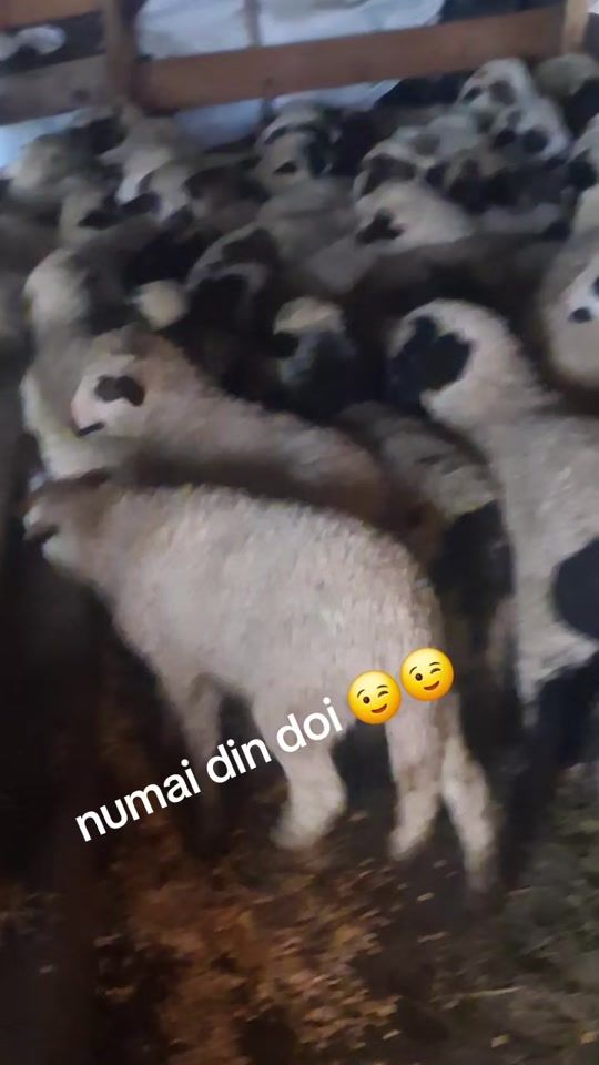 TikTok video thumbnail by adamiosif1984