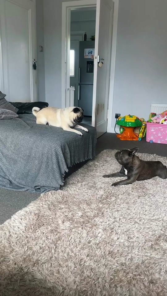 TikTok video thumbnail by enkeithepug.ft.sanka