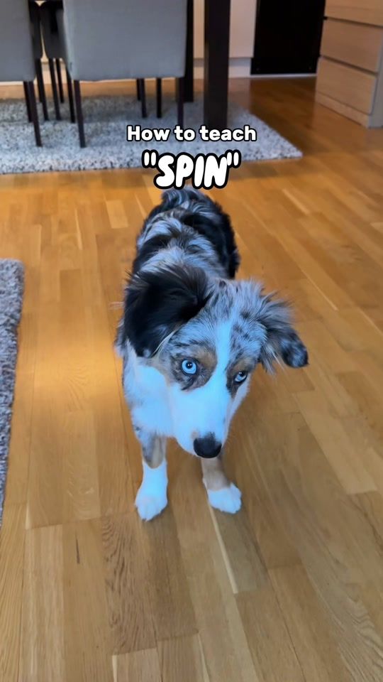 TikTok video thumbnail by kira_theminishepherd