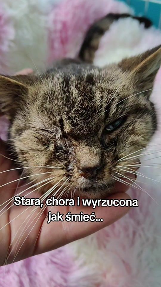 TikTok video thumbnail by fundacja4paws