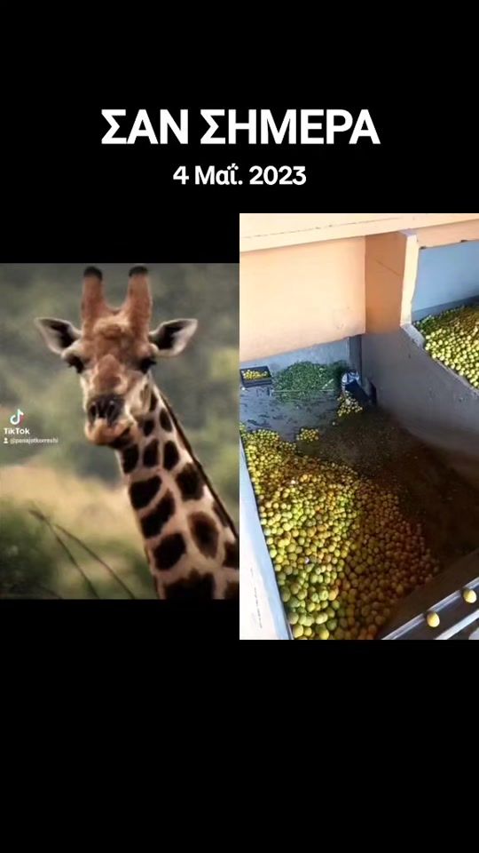 TikTok video thumbnail by panajotkorreshi