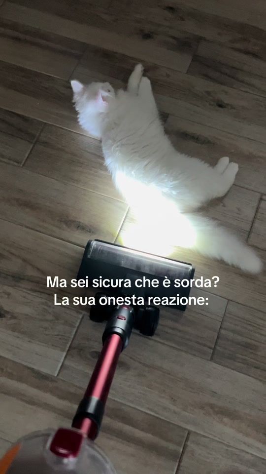 TikTok video thumbnail by virginiamiccoli
