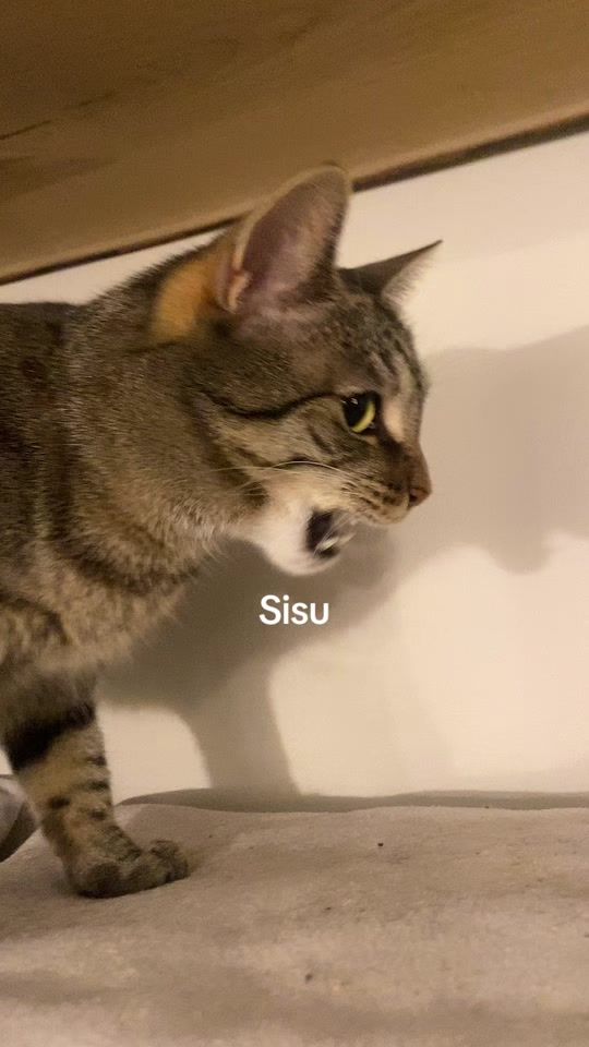 TikTok video thumbnail by evil.jarvvinen