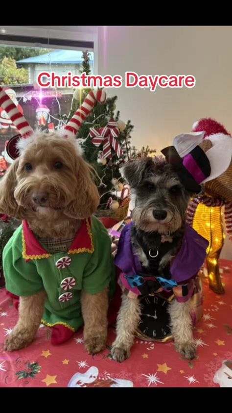 TikTok video thumbnail by smallpawadventures
