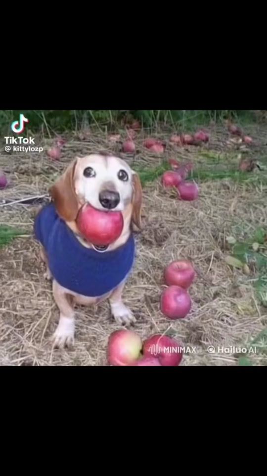 TikTok video thumbnail by fettosverige