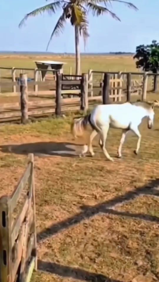 TikTok video thumbnail by ngon0632br