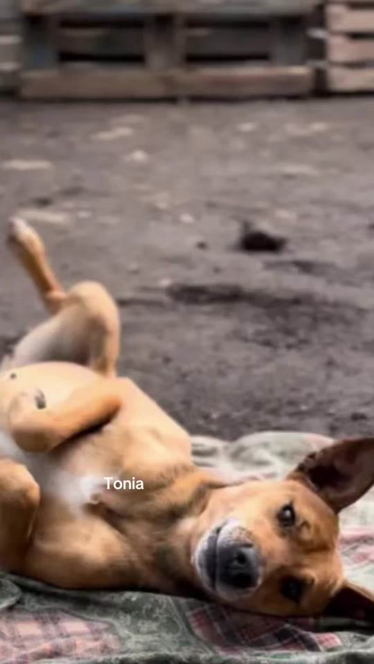 TikTok video thumbnail by dammilazampa_biancavilla