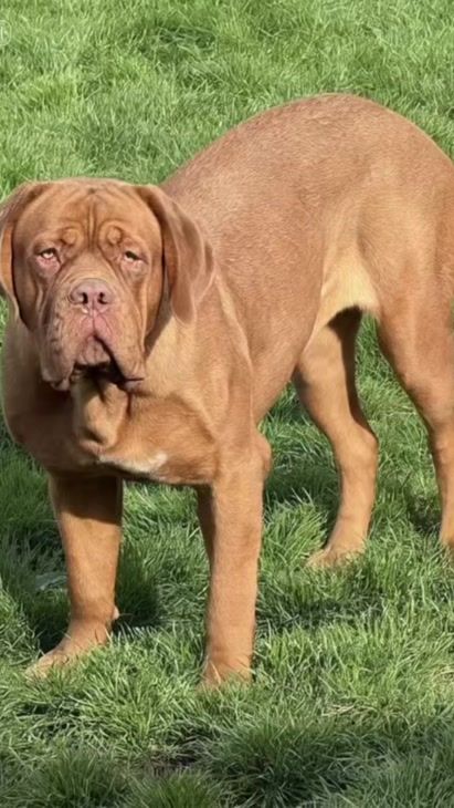 TikTok video thumbnail by foster.dogue