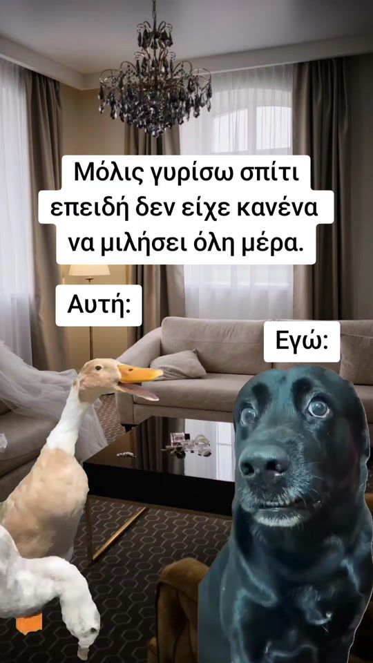 TikTok video thumbnail by dailymemefun