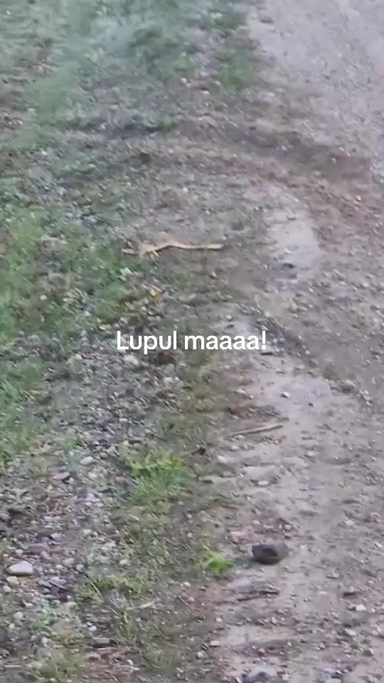 TikTok video thumbnail by vanatoridamboviteni