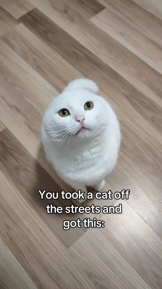 TikTok video thumbnail by fluffy_thepersiancat