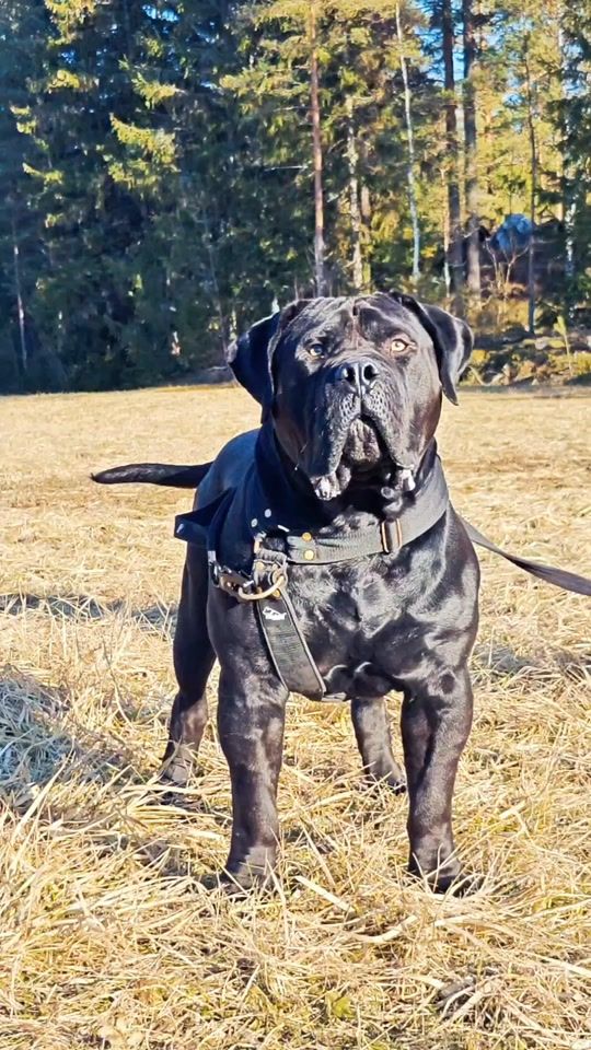 TikTok video thumbnail by bosguardboerboels