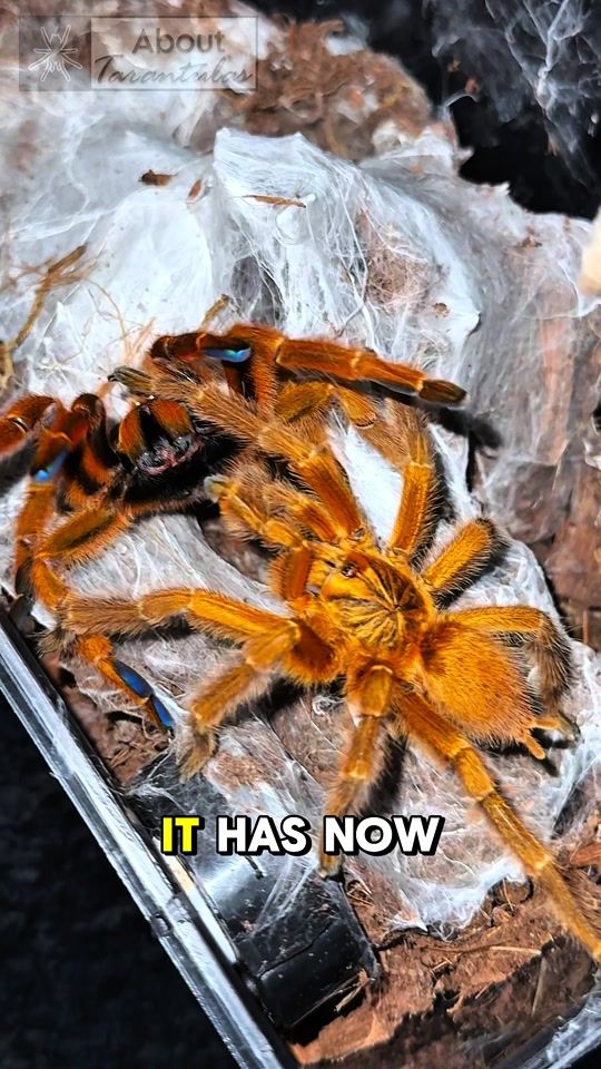 TikTok video thumbnail by about_tarantulas