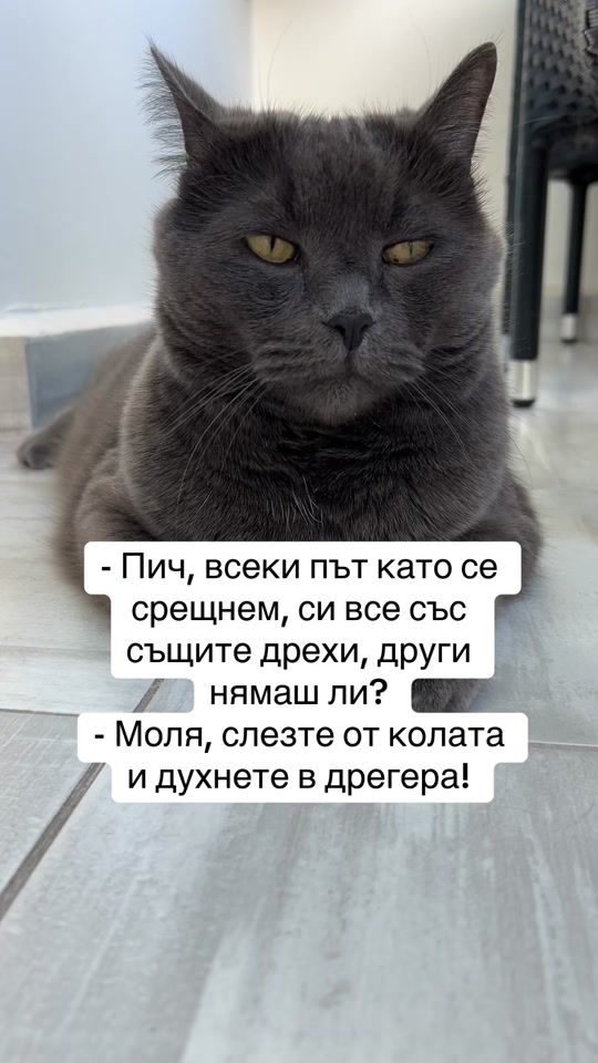 TikTok video thumbnail by todorthecat