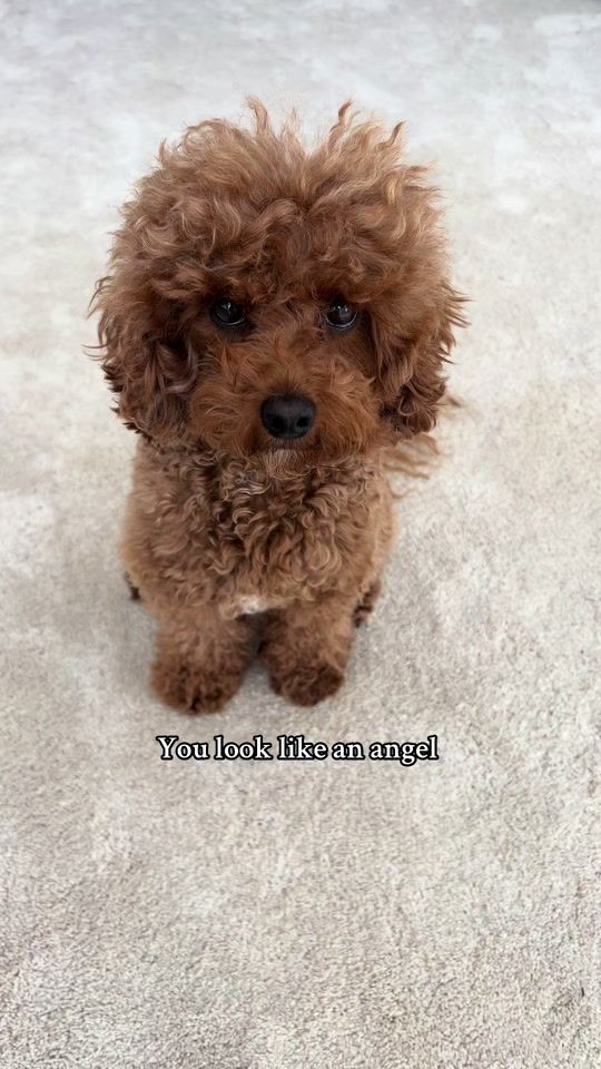 TikTok video thumbnail by toypoodlebear