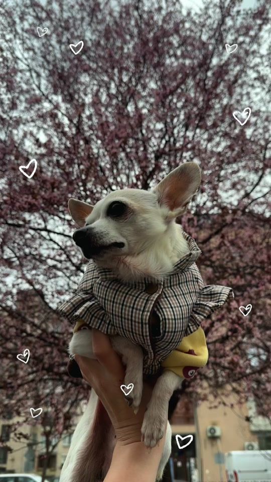 TikTok video thumbnail by chihi_maiki