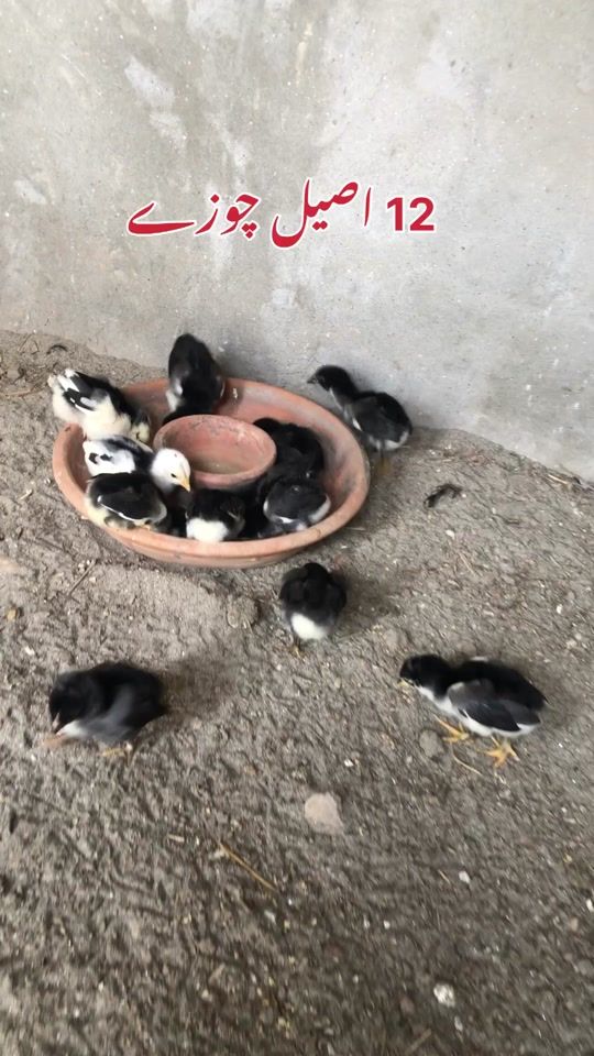 TikTok video thumbnail by poultrymarkaz1