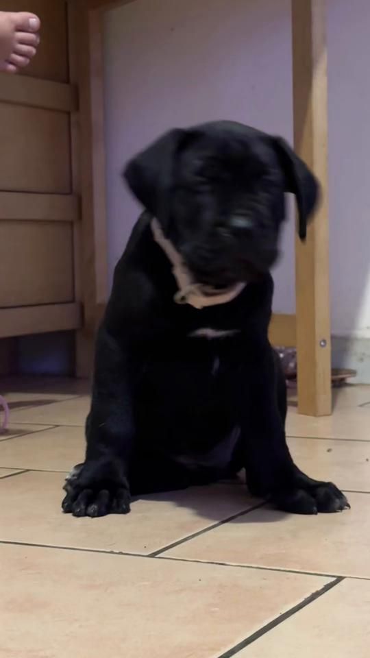 TikTok video thumbnail by italienne97480