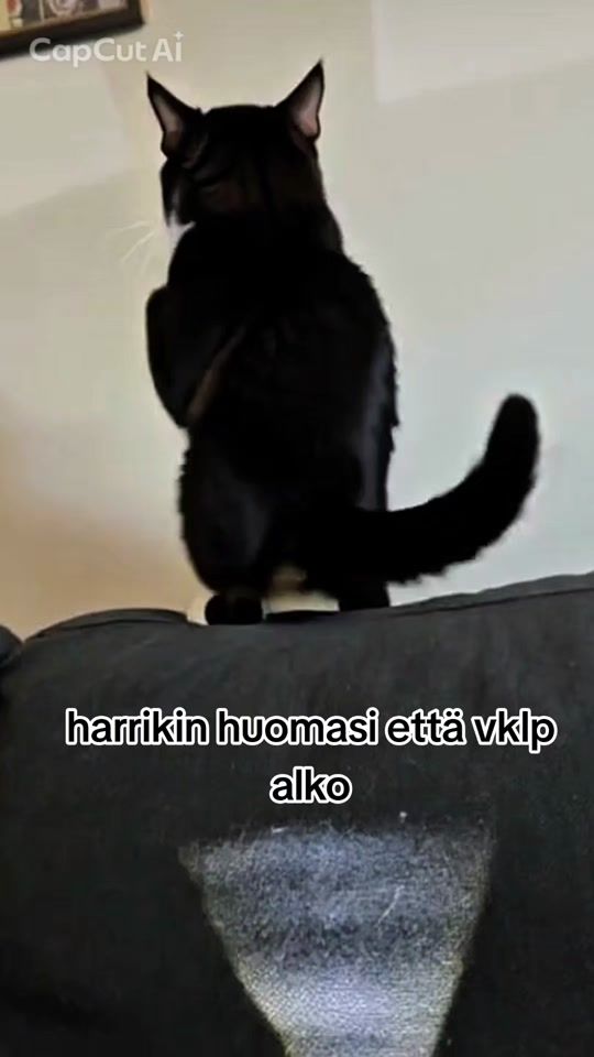 TikTok video thumbnail by puikula88