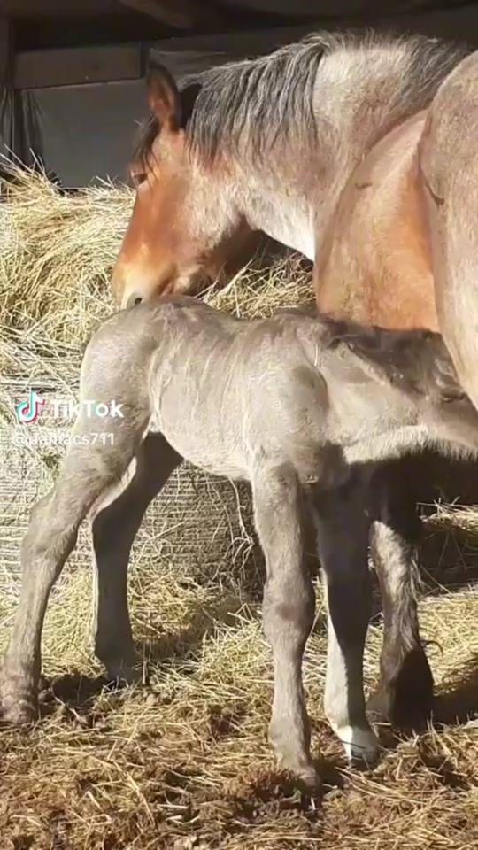 TikTok video thumbnail by _klmr.luca_