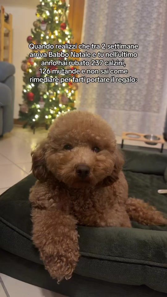 TikTok video thumbnail by ron_thepoodle_