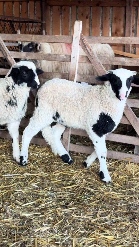 TikTok video thumbnail by mariuspolice