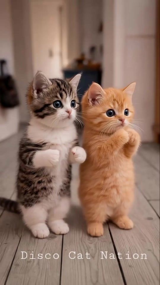 TikTok video thumbnail by animalsandbirdss