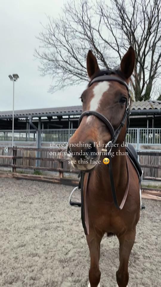 TikTok video thumbnail by scarlettshowjumping0