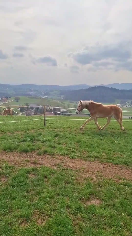 TikTok video thumbnail by stepe0025