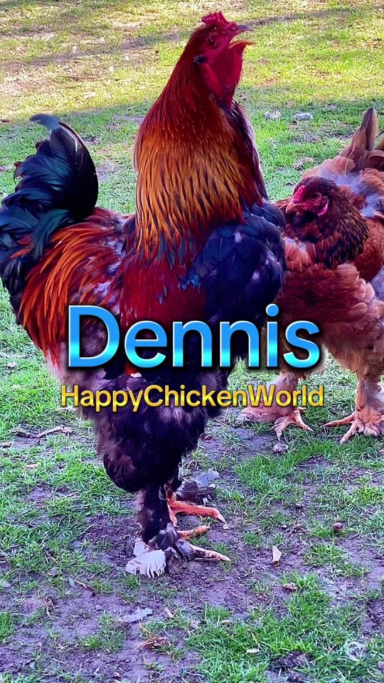 TikTok video thumbnail by happychickenworld