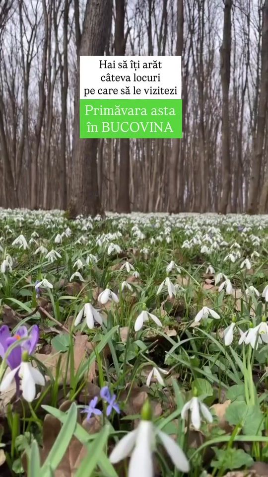 TikTok video thumbnail by cabanebucovina