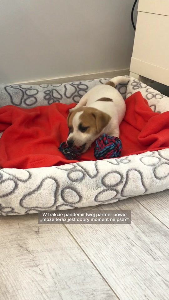 TikTok video thumbnail by jack_russell_ptys