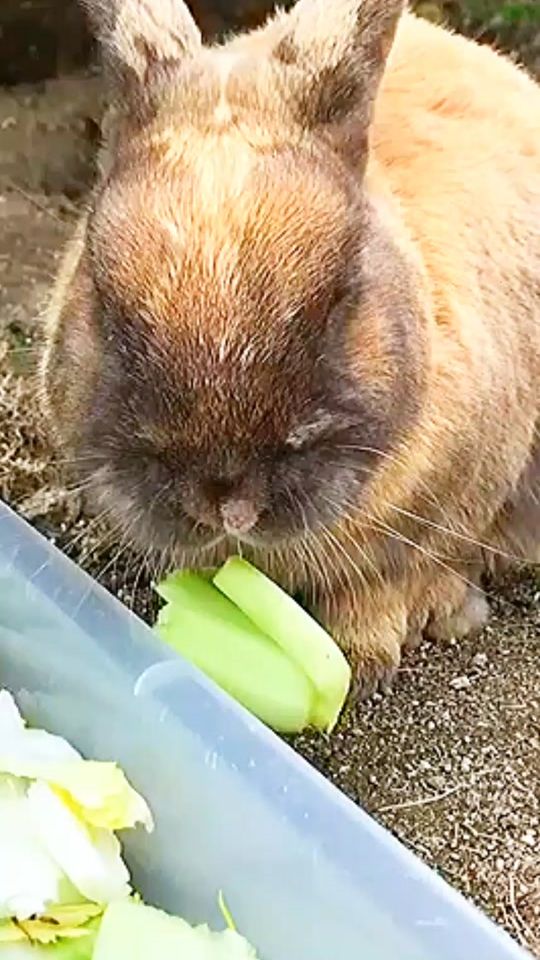 TikTok video thumbnail by wild_animals_2024