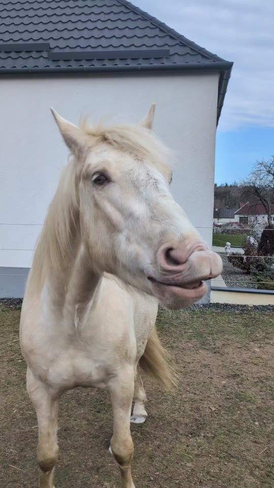 TikTok video thumbnail by crazyshowhorses2