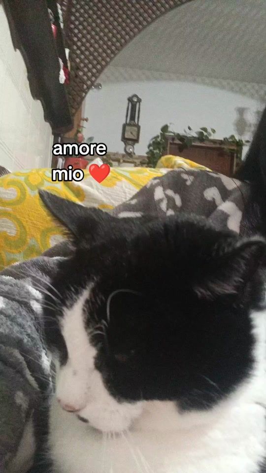 TikTok video thumbnail by giovannagildadira