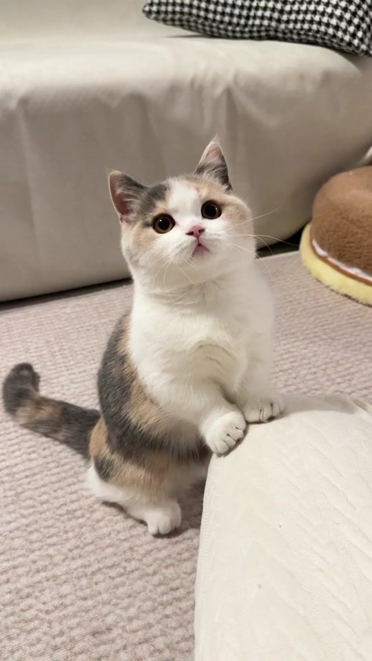 TikTok video thumbnail by kittyheaven7