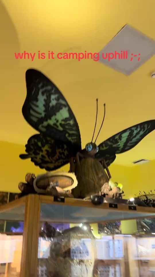 TikTok video thumbnail by sunf3lon