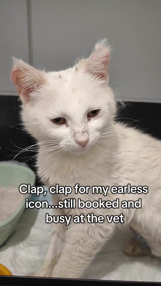 TikTok video thumbnail by fluffy_thepersiancat