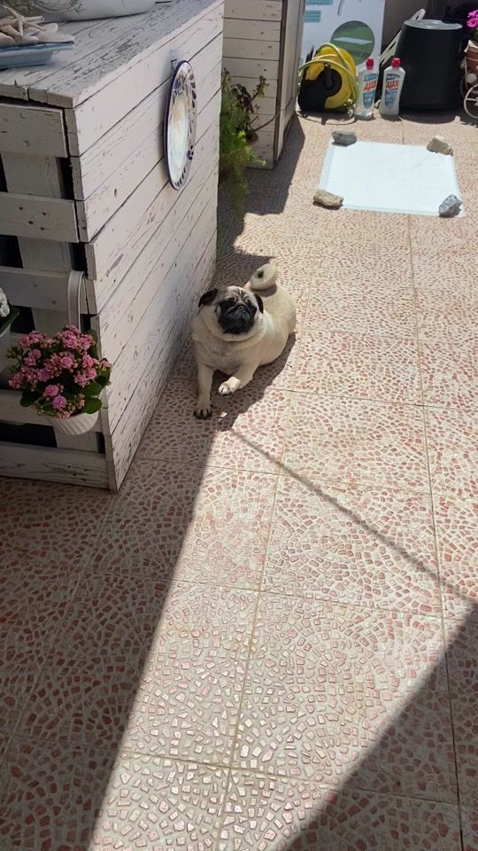 TikTok video thumbnail by giulietta_gre