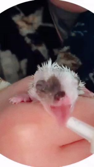 TikTok video thumbnail by fyrfyr.busya