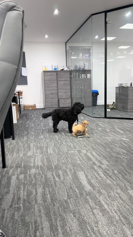 TikTok video thumbnail by buddycaregrooming