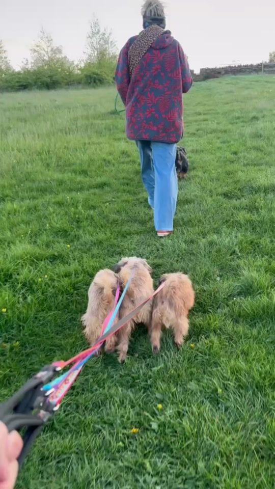 TikTok video thumbnail by austonley_wolfhounds
