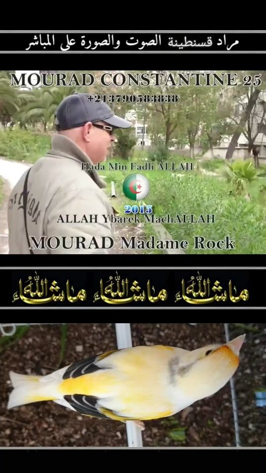TikTok video thumbnail by mourad.constantine