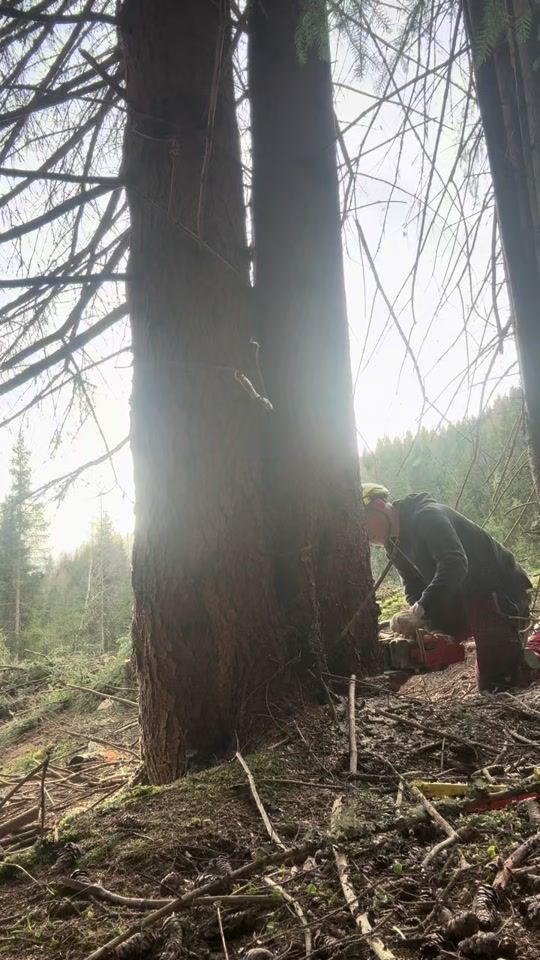 TikTok video thumbnail by poschiiii
