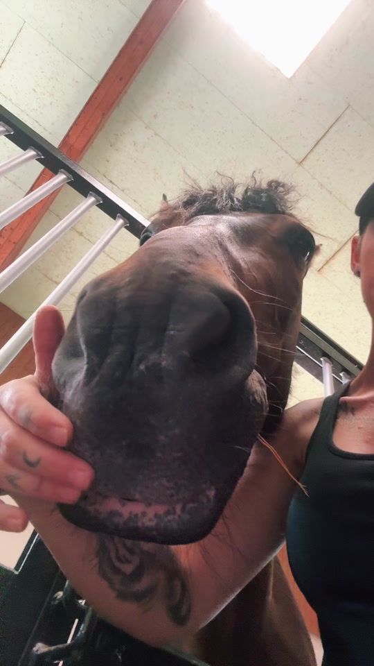 TikTok video thumbnail by equestrian_yvi